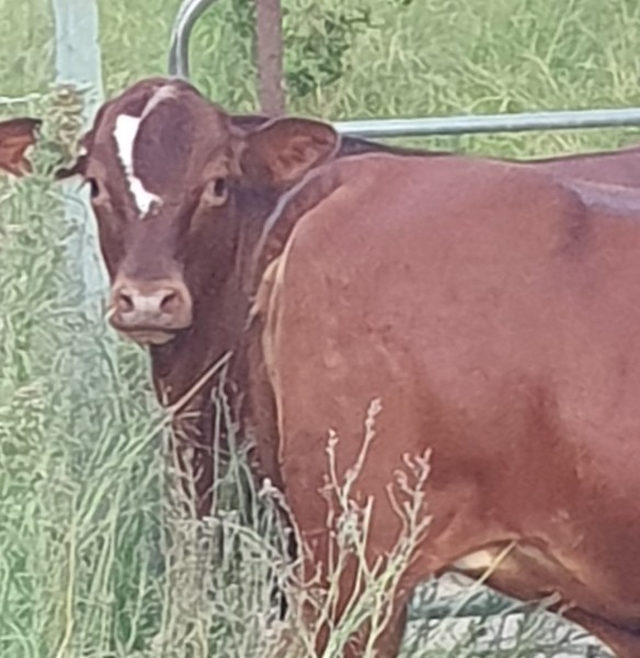 Droughtmaster Bull by Registered Dad