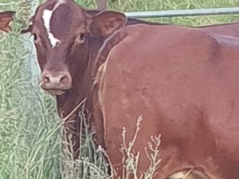 Droughtmaster Bull by Registered Dad