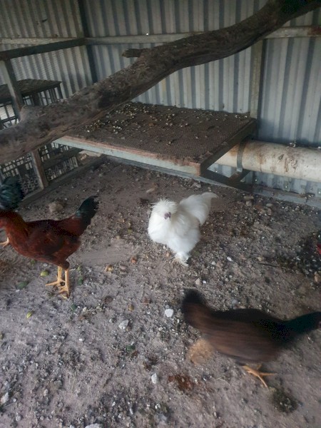 White silkie Rooster