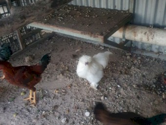 White silkie Rooster