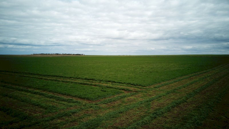 200mt Vetch Hay 8x4x3 Bales (New Season 22/23)