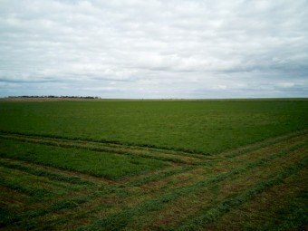 200mt Vetch Hay 8x4x3 Bales (New Season 22/23)