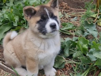 American Akita Puppy 