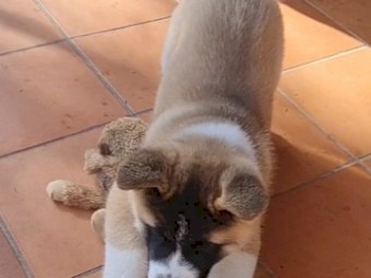 American Akita Puppy 