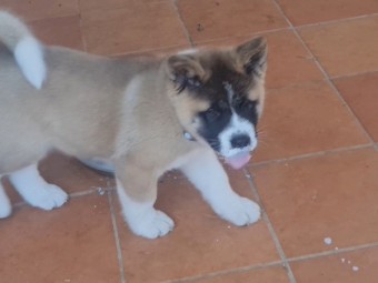 American Akita Puppy 