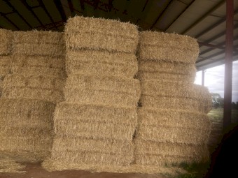 400mt Barley Straw 8x4x3 Bales