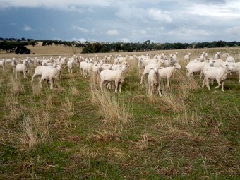 249 Merino Ewes, 4.8yr, Classed in Breeders. SIL 21/04/23