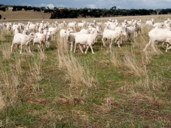 249 Merino Ewes, 4.8yr, Classed in Breeders. SIL 21/04/23