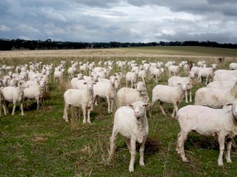 249 Merino Ewes, 4.8yr, Classed in Breeders. SIL 21/04/23