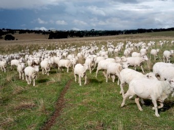 249 Merino Ewes, 4.8yr, Classed in Breeders. SIL 21/04/23