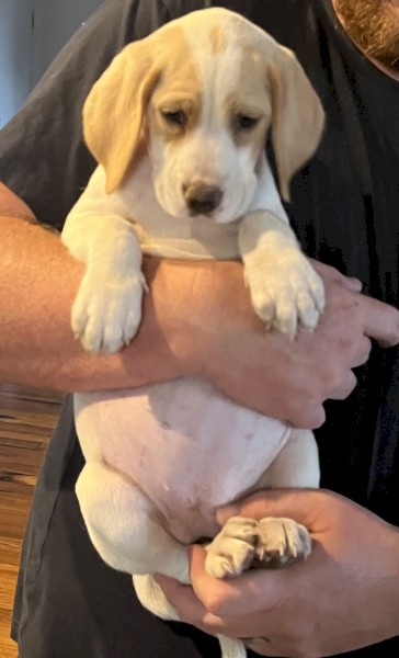 German Shorthair pointers x Harrier puppies 