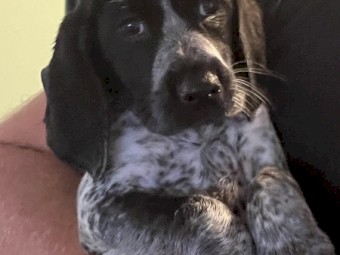 German Shorthair pointers x Harrier puppies 