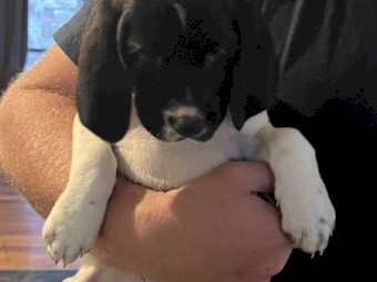 German Shorthair pointers x Harrier puppies 