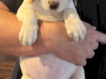 German Shorthair pointers x Harrier puppies 