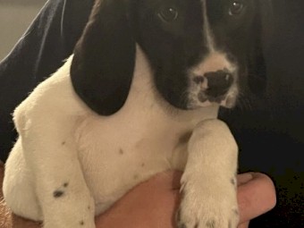 German Shorthair pointers x Harrier puppies 