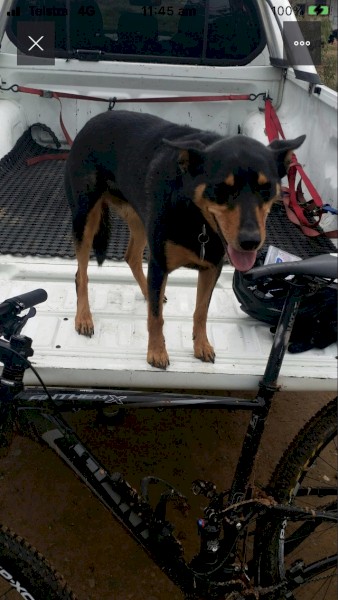 WANTED Red/Tan or Blue Kelpie