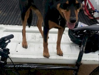 WANTED Red/Tan or Blue Kelpie