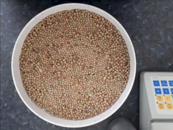 Butler Field Peas, Kaspa type