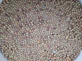 Butler Field Peas, Kaspa type