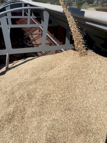 20mt Oats 22/23 Season