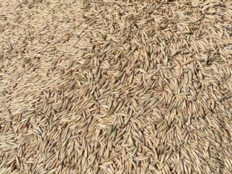 20mt Oats 22/23 Season