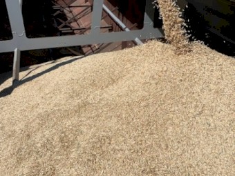 20mt Oats 22/23 Season