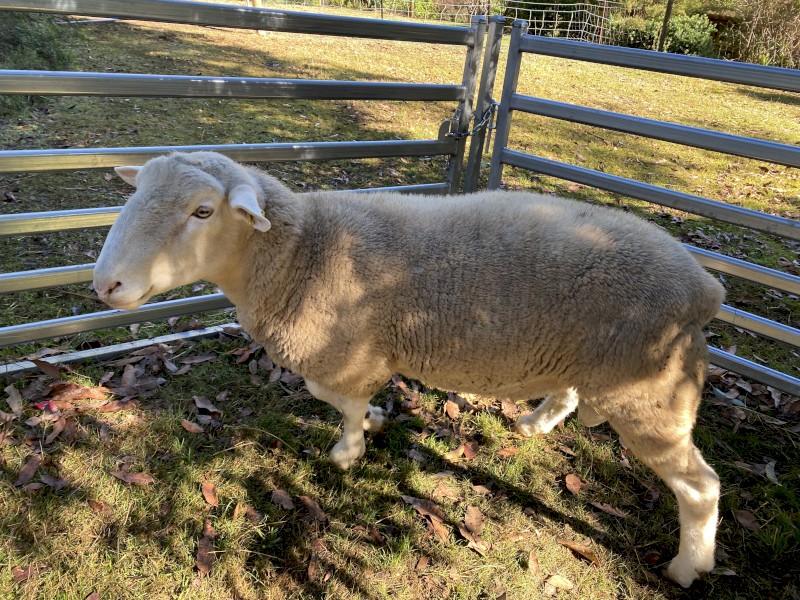 Pure Bred White Suffolk Ram 2021 drop