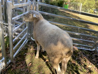 Pure Bred White Suffolk Ram 2021 drop
