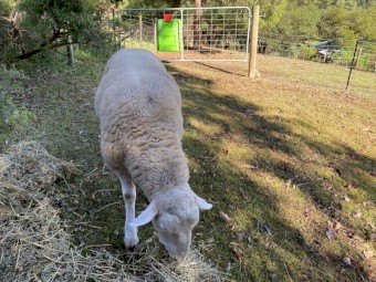 Pure Bred White Suffolk Ram 2021 drop