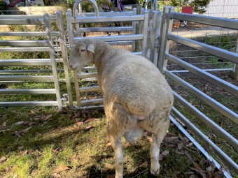 Pure Bred White Suffolk Ram 2021 drop
