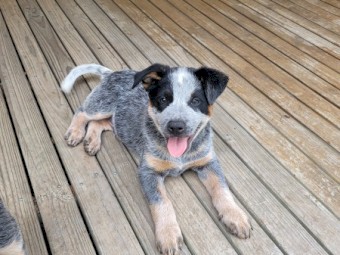 Australian Cattle Dogs