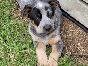 Australian Cattle Dogs