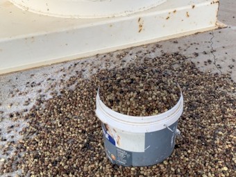 2021 Mouldy Doza Faba Beans