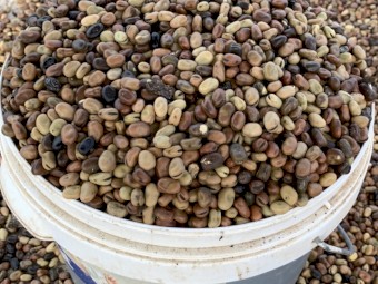 2021 Mouldy Doza Faba Beans