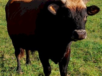 Jersey Bull 