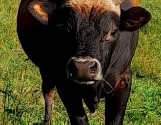 Jersey Bull 