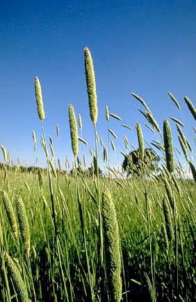 WANTED 1-10 Bags of Phalaris Advanced AT Seed