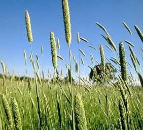 WANTED 1-10 Bags of Phalaris Advanced AT Seed