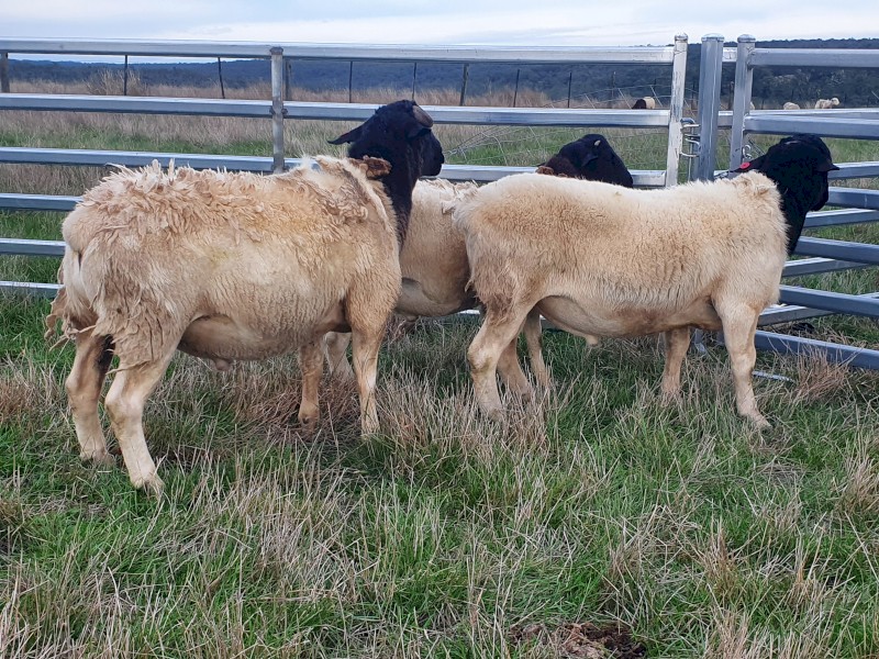 Dorpers rams / ewes / lambs