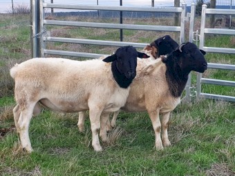 Dorpers rams / ewes / lambs