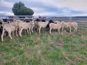 Dorpers rams / ewes / lambs