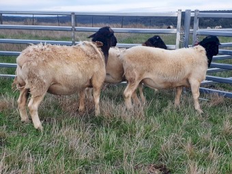 Dorpers rams / ewes / lambs