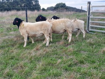 Dorpers rams / ewes / lambs