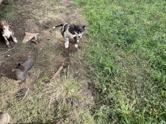 Kelpie/ koolie puppies