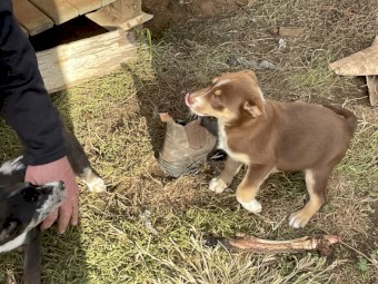 Kelpie/ koolie puppies