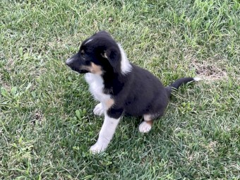 Kelpie/ koolie puppies