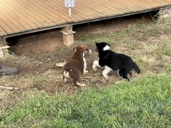 Kelpie/ koolie puppies
