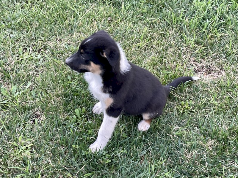 Kelpie/Koolie Male Puppies Farm Tender