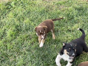 Kelpie/Koolie Male Puppies