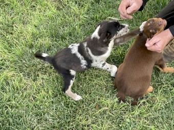 Kelpie/Koolie Male Puppies